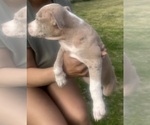 Small Photo #5 American Bully Puppy For Sale in LAKE STATION, IN, USA