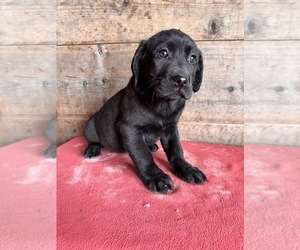 Labrador Retriever Puppy for Sale in VERMONTVILLE, Michigan USA