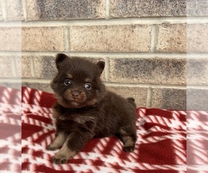 Pomeranian Puppy for sale in MIDDLEBURY, IN, USA