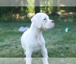 Small #1 Boxer