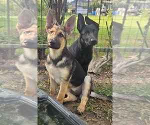 German Shepherd Dog Puppy for sale in NAVASOTA, TX, USA