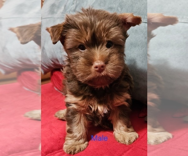 Medium Photo #9 Yorkshire Terrier Puppy For Sale in CONKLIN, NY, USA
