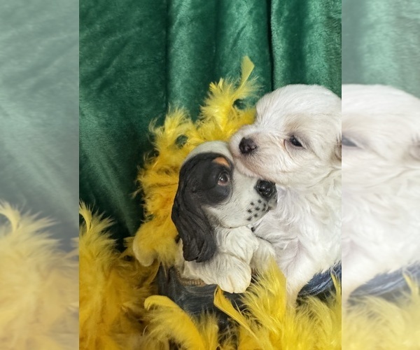 Medium Photo #3 Maltese Puppy For Sale in FREDONIA, KS, USA