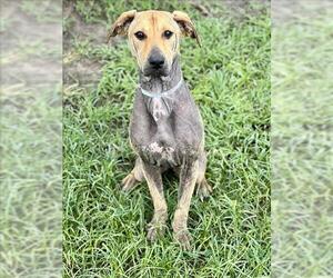 Labrador Retriever-Unknown Mix Dogs for adoption in Conroe, TX, USA