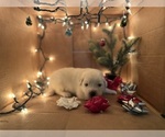 Puppy Comet Great Pyrenees