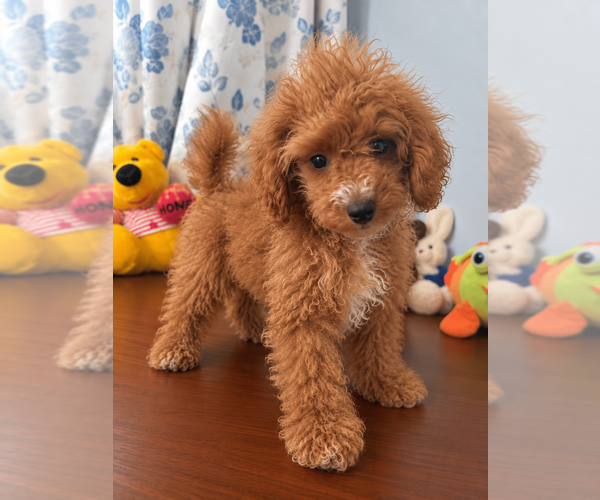 Medium Photo #16 Havapoo Puppy For Sale in DURHAM, CT, USA