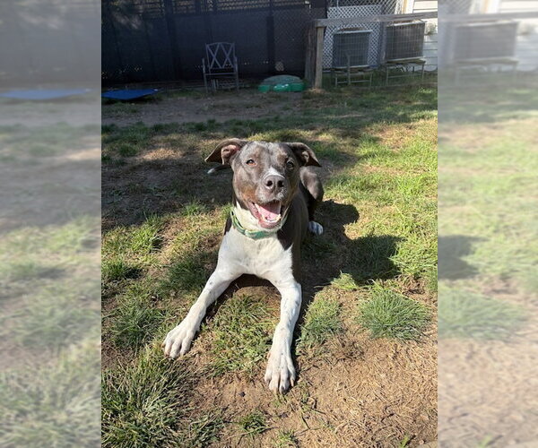 Medium Photo #22 Lab-Pointer Puppy For Sale in Brewster, NY, USA