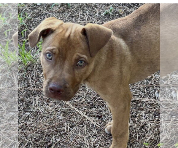 Medium Photo #2 Labrador Retriever-Unknown Mix Puppy For Sale in Rockaway, NJ, USA