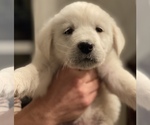 Puppy 3 Great Pyrenees-Newfoundland Mix