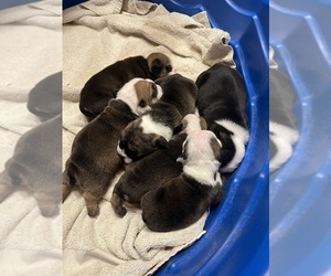 English Bulldog Puppy for sale in PORTSMOUTH, OH, USA