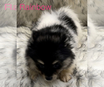 Small Photo #2 Pomeranian Puppy For Sale in AZLE, TX, USA