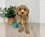 Small #1 Cavapoo
