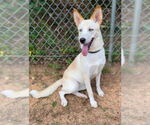 Small #9 Huskies  Mix