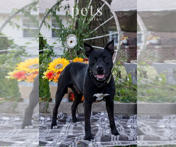 Medium Photo #1 Mutt Puppy For Sale in Foristell, MO, USA