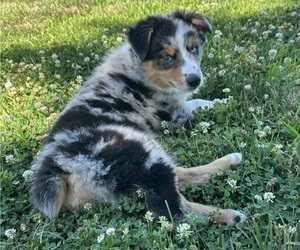 Australian Shepherd Puppy for sale in WELLINGTON, MO, USA