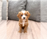 Puppy Dasher Cavapoo (Miniature)