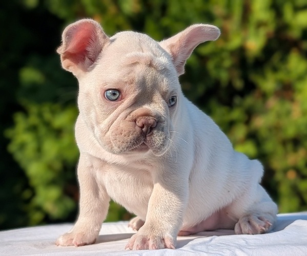 Medium Photo #2 French Bulldog Puppy For Sale in GOSHEN, IN, USA