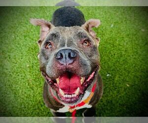 Mutt Dogs for adoption in Orlando, FL, USA