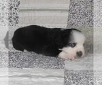 Small #17 Miniature Australian Shepherd