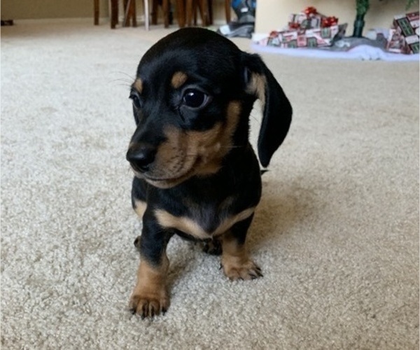 Medium Photo #1 Dachshund Puppy For Sale in CHANDLER, AZ, USA