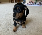 Small Photo #1 Dachshund Puppy For Sale in CHANDLER, AZ, USA