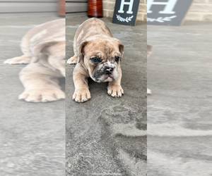 Bulldog Puppy for sale in GREEN BAY, WI, USA