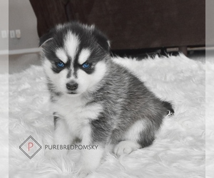 Pomsky Puppy for sale in KANSAS CITY, MO, USA