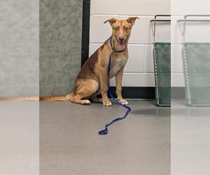 German Shepherd Dog-Unknown Mix Dogs for adoption in Corpus Christi, TX, USA