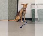 Small German Shepherd Dog Mix