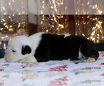 Small Photo #13 English Bulldog Puppy For Sale in WINNSBORO, TX, USA
