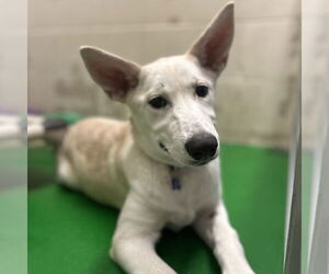 - Mix Dogs for adoption in Rohnert Park, CA, USA