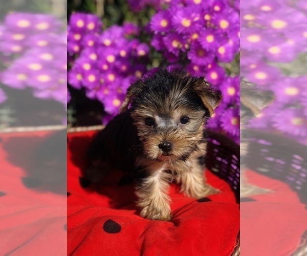 Medium Photo #5 Yorkshire Terrier Puppy For Sale in LOS ANGELES, CA, USA
