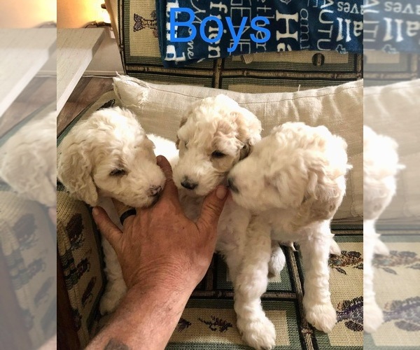 Medium Photo #2 Poodle (Standard) Puppy For Sale in COWARD, SC, USA