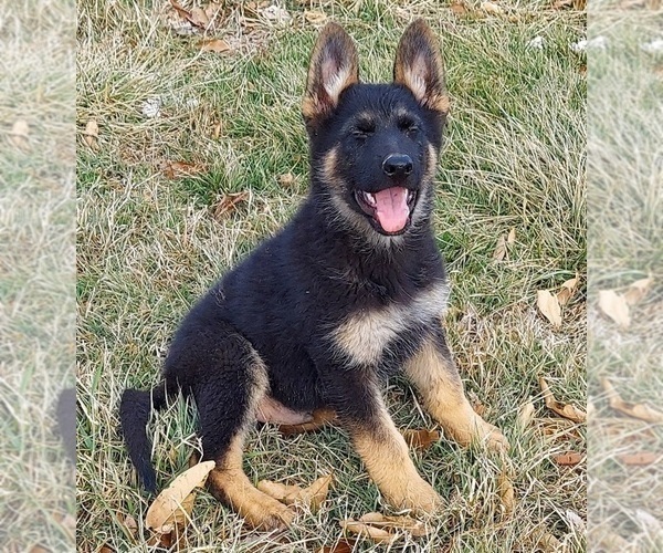 Medium Photo #1 German Shepherd Dog Puppy For Sale in EOLIA, MO, USA