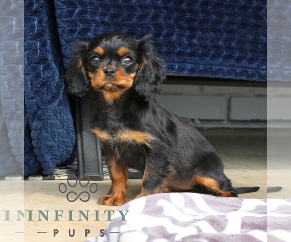 Medium Photo #1 Cavapoo (Miniature) Puppy For Sale in NARVON, PA, USA