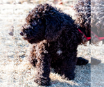 Small Photo #31 Spanish Water Dog Puppy For Sale in SIMLA, CO, USA