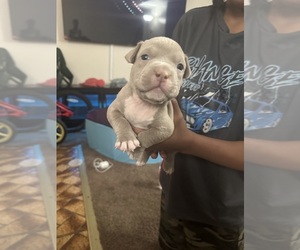 American Bully Puppy for sale in RICHMOND, VA, USA