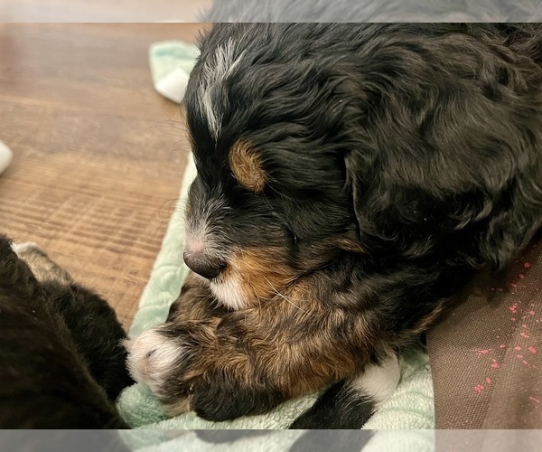 Medium Photo #3 Bernedoodle Puppy For Sale in MARTINSVILLE, IN, USA