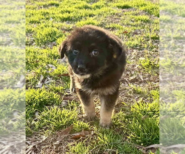 Medium Photo #3 German Shepherd Dog-Unknown Mix Puppy For Sale in Holly Hill, SC, USA
