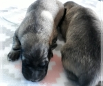 Small Photo #3 German Shepherd Dog Puppy For Sale in CORNING, CA, USA