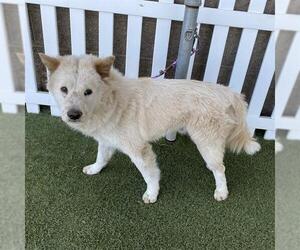 Chow Chow-Unknown Mix Dogs for adoption in Modesto, CA, USA