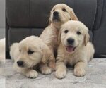 Image preview for Ad Listing. Nickname: Litter of 3