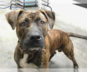 Boxer-Unknown Mix Dogs for adoption in St. Cloud, FL, USA