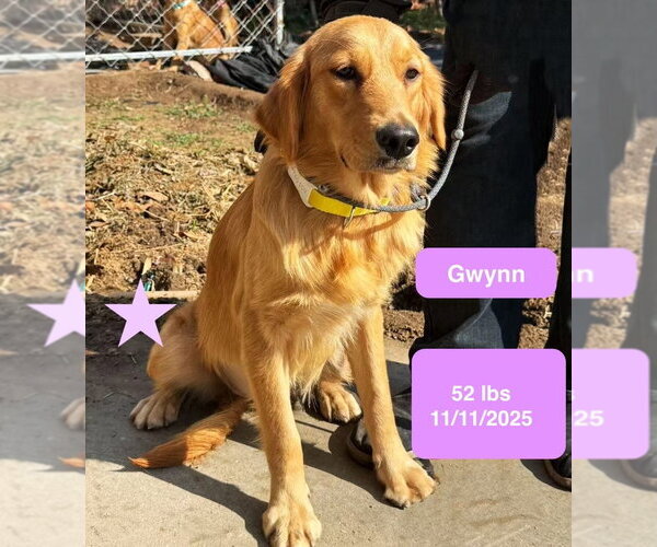 Medium Photo #3 Golden Retriever Puppy For Sale in West Hollywood, CA, USA