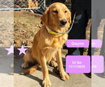 Small Photo #3 Golden Retriever Puppy For Sale in West Hollywood, CA, USA