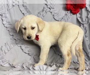 Labrador Retriever Puppy for sale in LANCASTER, PA, USA