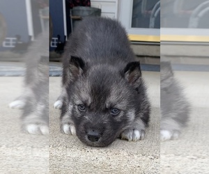 Siberian Husky Puppy for sale in BEAVER, OH, USA