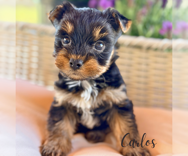 Medium Photo #2 Yorkshire Terrier Puppy For Sale in ADDISON, IL, USA