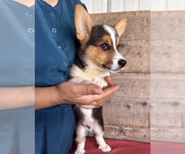 Medium Photo #6 Pembroke Welsh Corgi Puppy For Sale in VERMONTVILLE, MI, USA