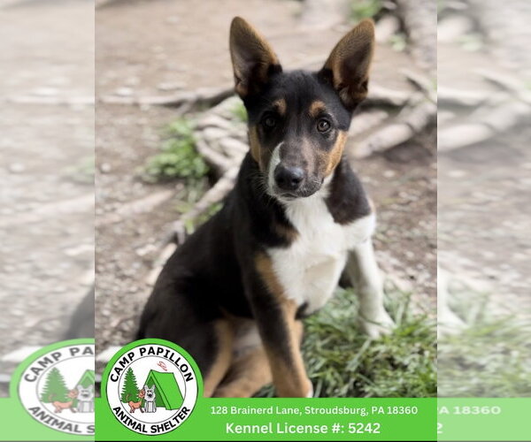 Medium Photo #1 Australian Shepherd-Unknown Mix Puppy For Sale in Stroudsburg, PA, USA